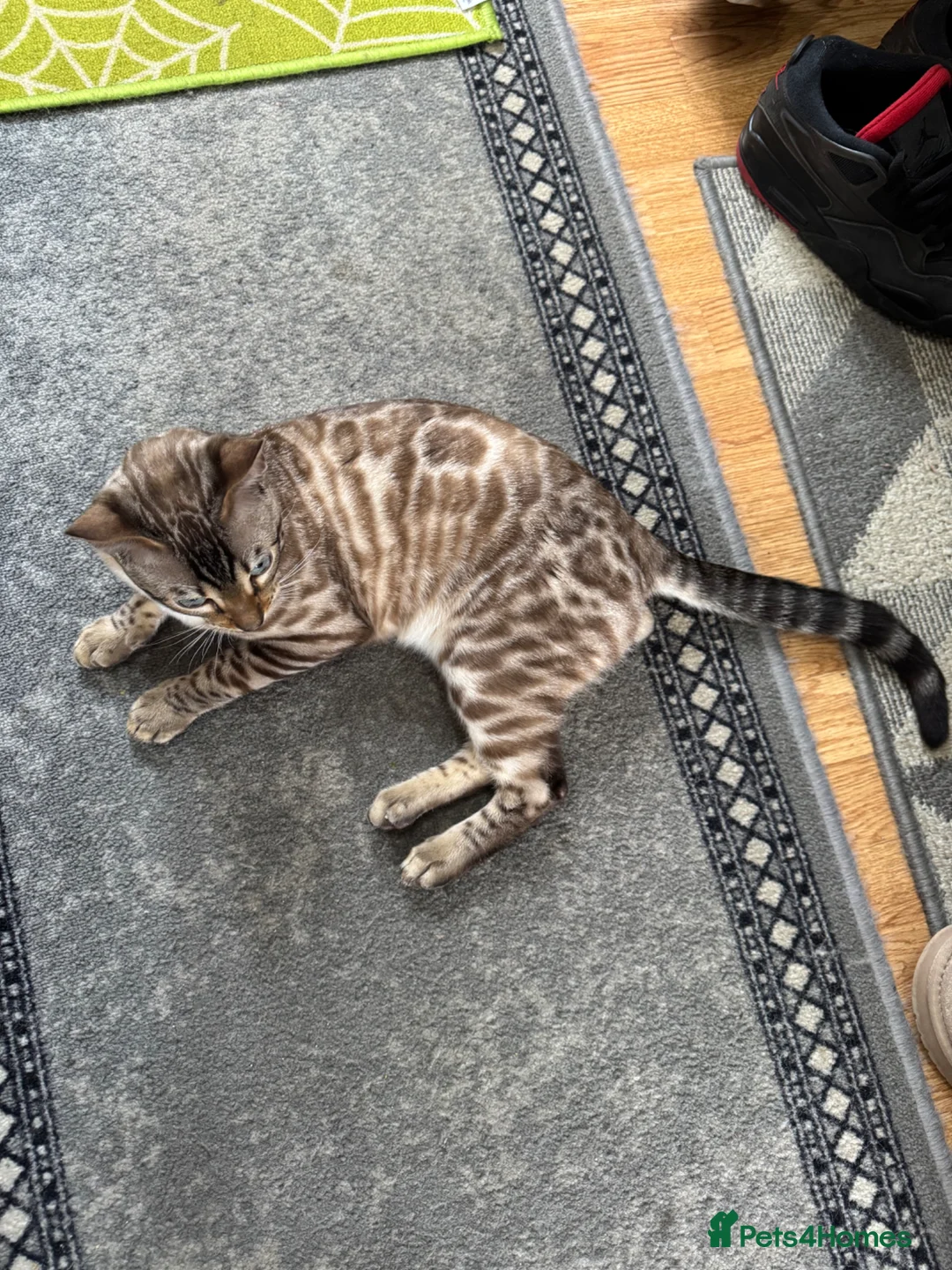 Bengal cats for sale: Snow Lynx Bengal Male kitten - Advert 1