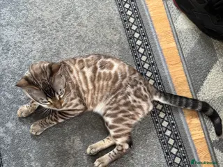 Bengal cats Snow Lynx Bengal Male kitten - Advert 17