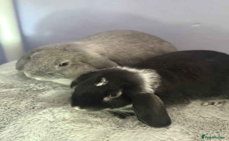 Mini Lop rabbits - Advert 1