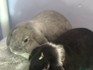 Mini Lop rabbits - Advert 7