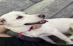 Mixed Breed dogs for sale: Forever home needed - Image 5