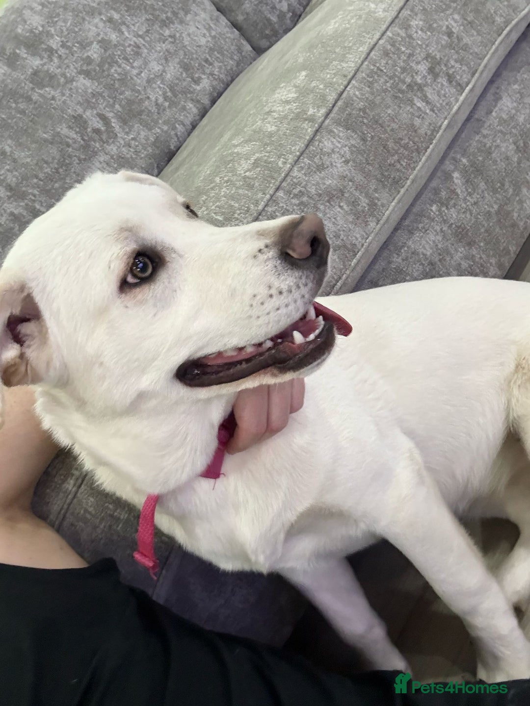 Mixed Breed dogs for sale: Forever home needed - Image 5