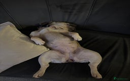 French Bulldog dogs for sale: Special Home wanted for Petal the Frenchie - Image 5
