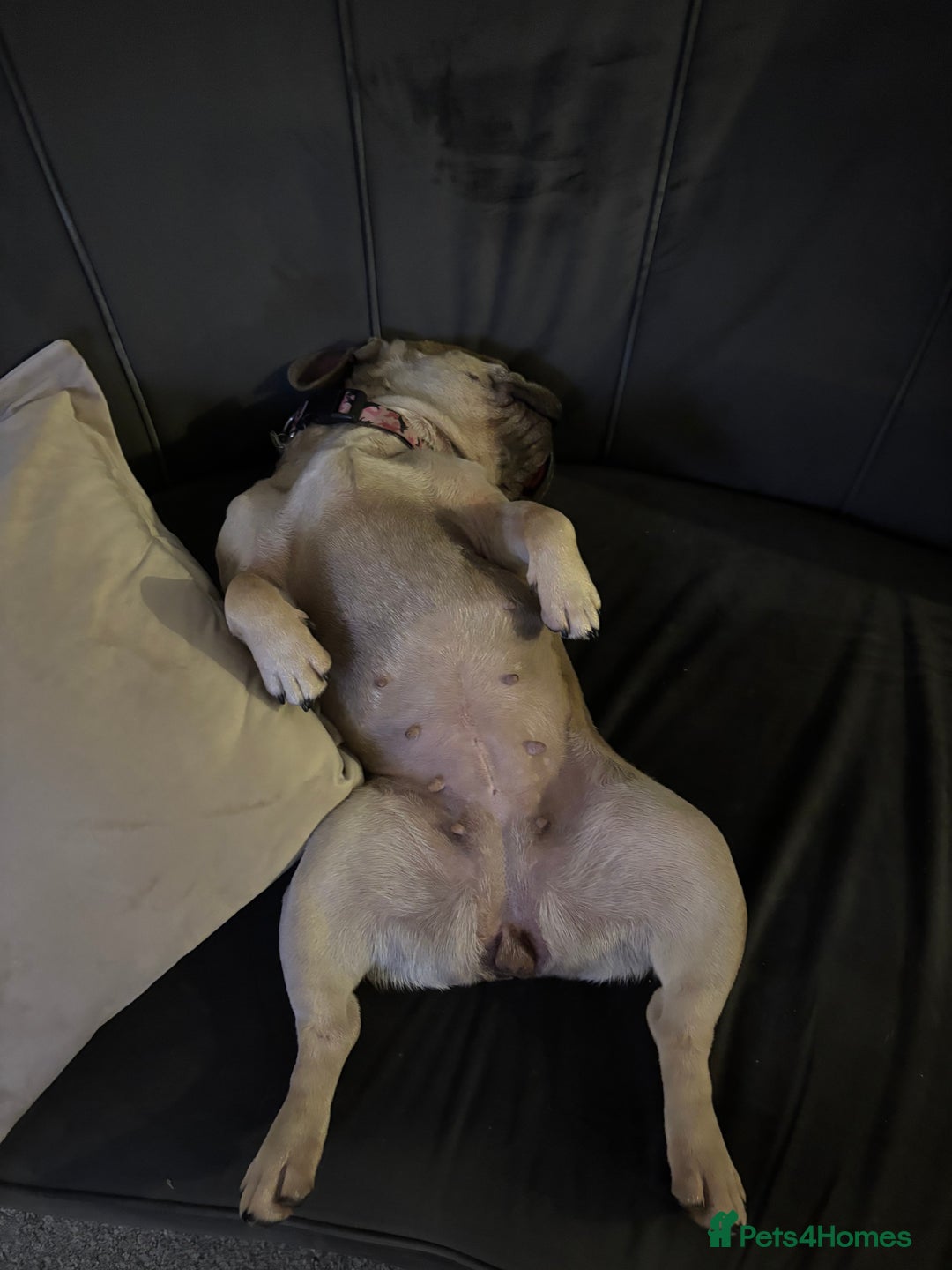 French Bulldog dogs for sale: Special Home wanted for Petal the Frenchie - Image 5