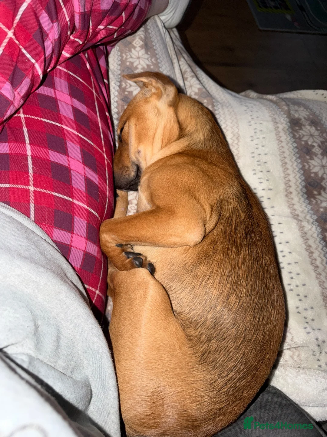 Mixed Breed dogs for sale: 8 month old jack Russel x staffy - Advert 2