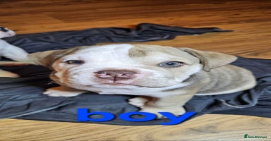 Mixed Breed dogs - Advert 14
