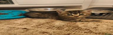 Mixed Breed 5