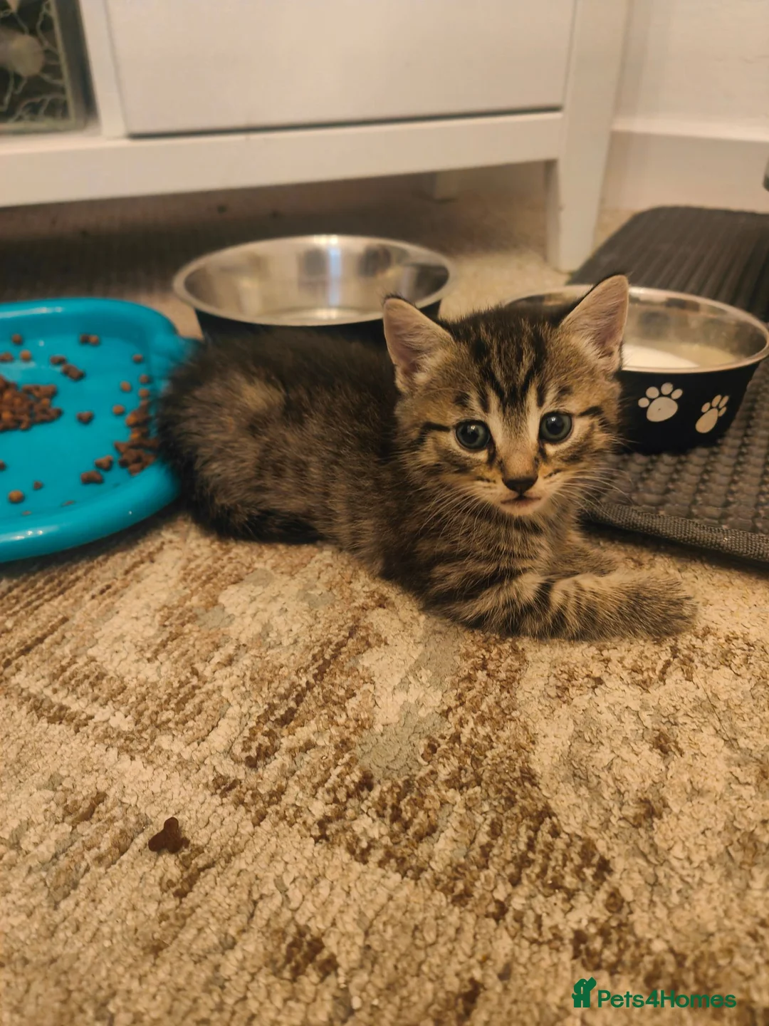 Mixed Breed cats for sale: Mixed breed kittens - Advert 1