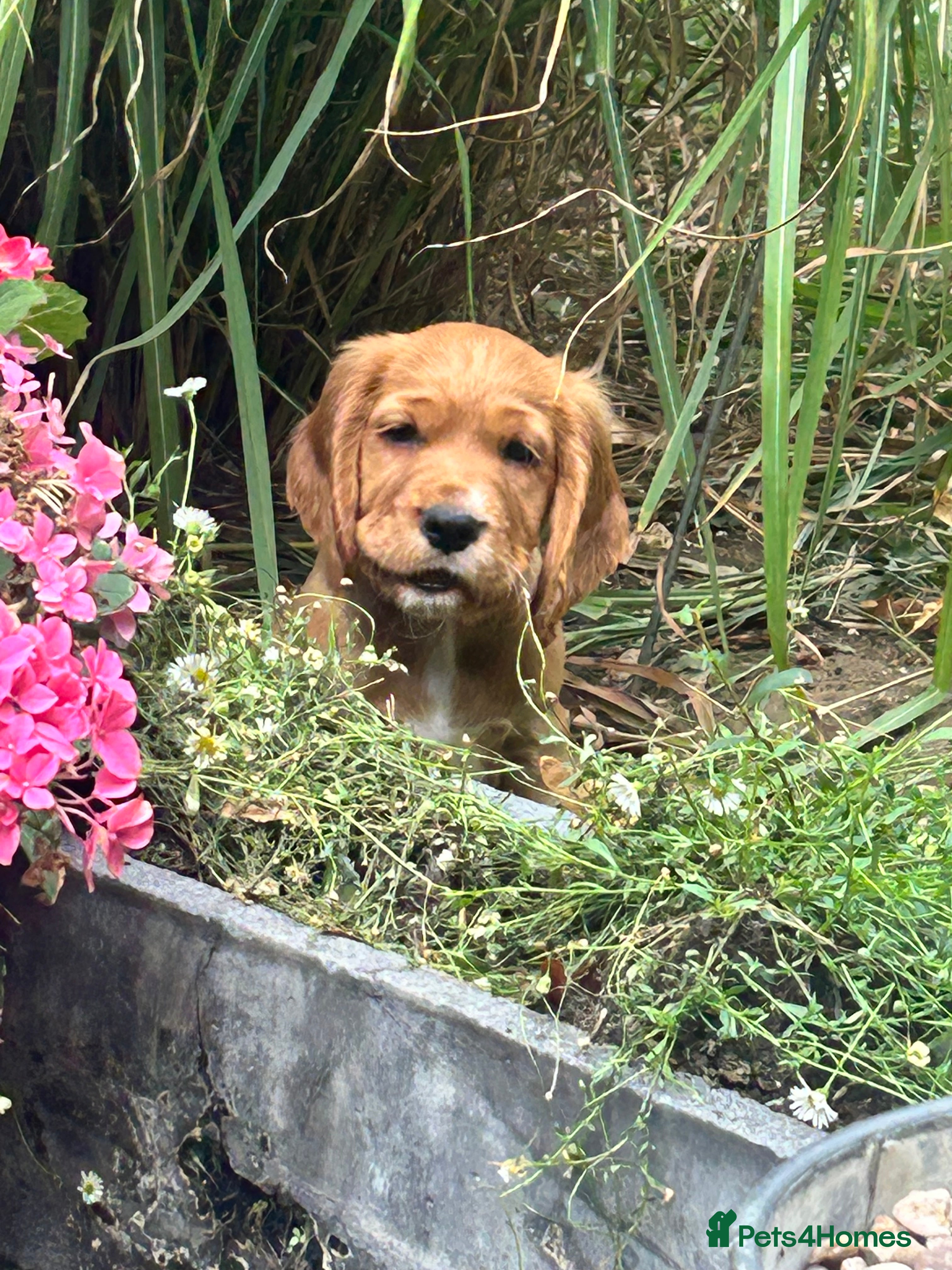 Cocker Spaniel dogs Red Working Cocker Spaniels - Advert 2