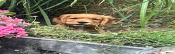 Cocker Spaniel dogs for sale: Red Working Cocker Spaniels - Advert 14