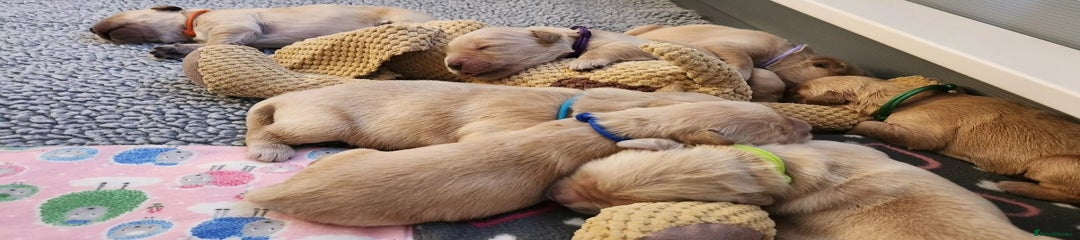 Golden Retriever Puppy 7