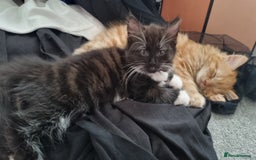 Turkish Angora cats for sale: Beautiful Fluffy Kittens Looking for Loving Homes - Image 27