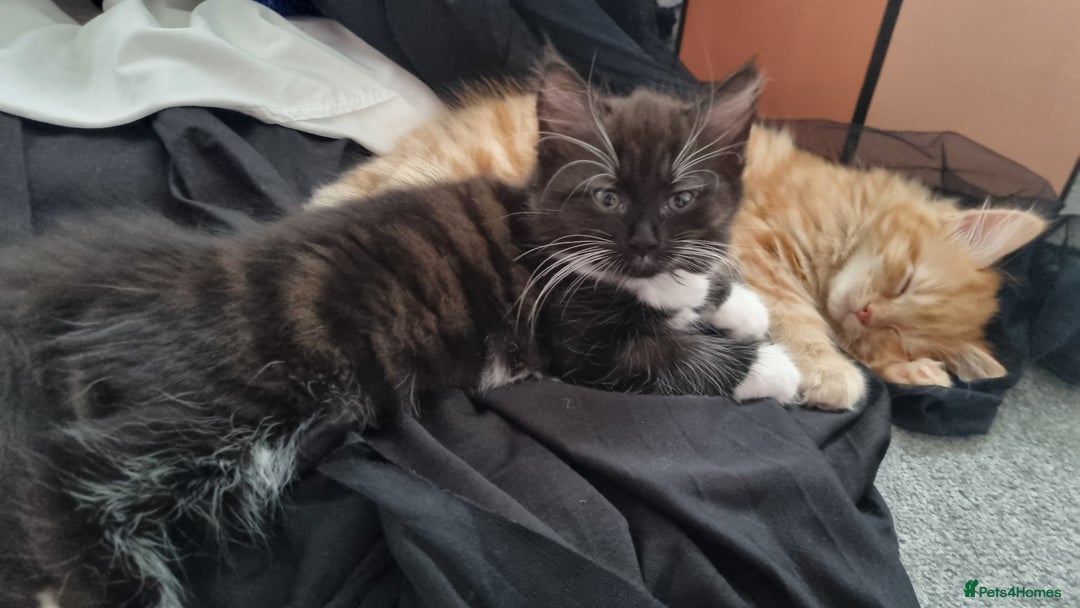 Turkish Angora cats for sale: Beautiful Fluffy Kittens Looking for Loving Homes - Image 27