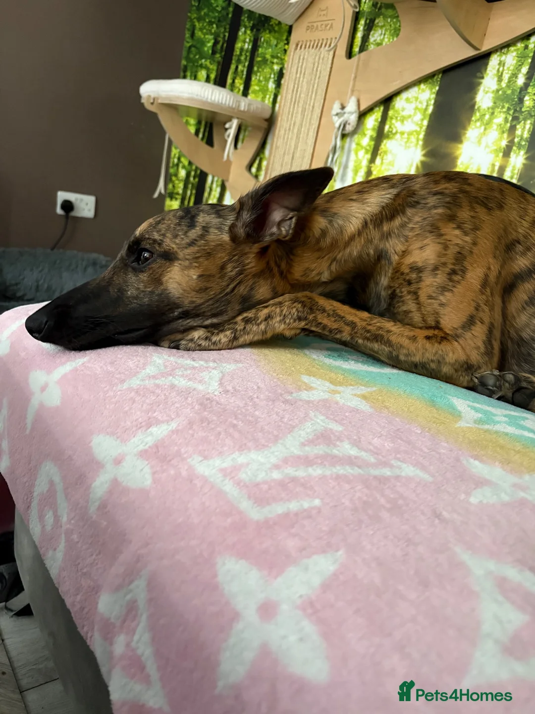 Whippet dogs for stud: Bruno Stud  - Advert 1