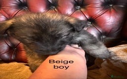 German Shepherd dogs for sale: Long-Haired Straight Back German Shepherd Puppies - Image 17