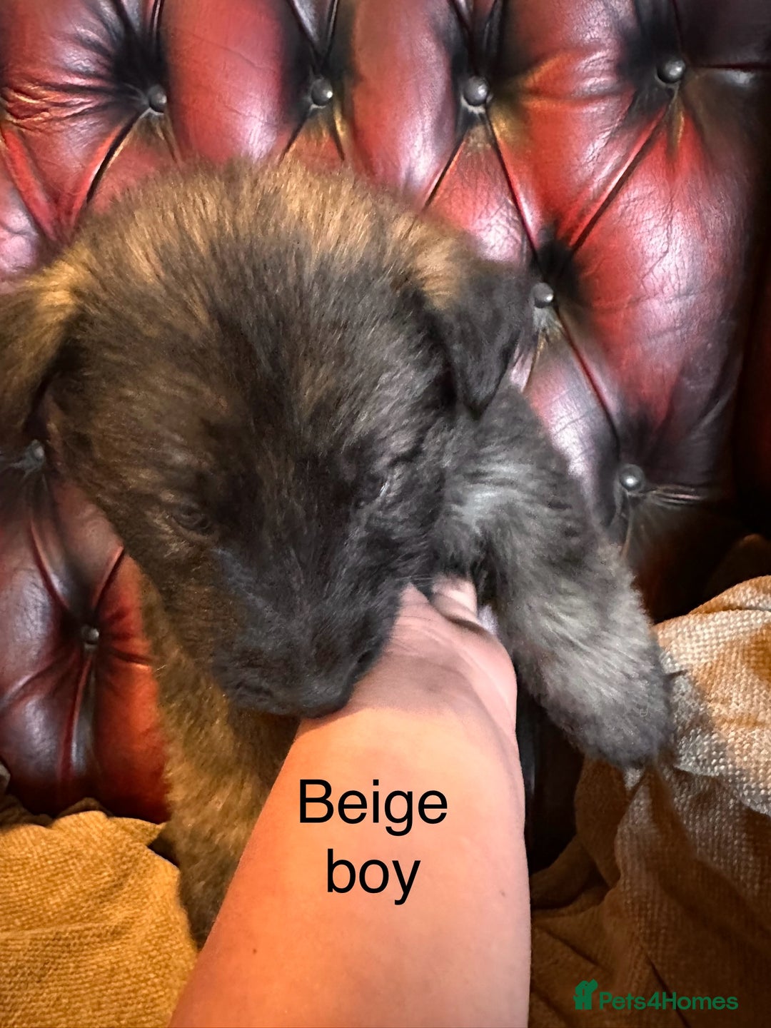 German Shepherd dogs for sale: Long-Haired Straight Back German Shepherd Puppies - Image 17