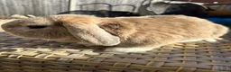Mini Lop rabbits for sale: 1 Lovely handsome mini lop buck and adult. - Advert 13
