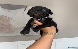 Cane Corso dogs for sale: Pure breed cane corso  - Image 12