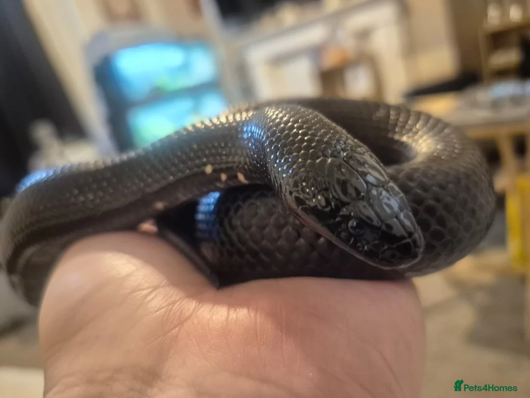 Corn Snake reptiles for sale: 4 x Snakes & Full Setups  - Advert 16