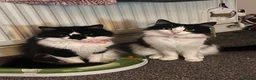 Domestic Shorthair cats for sale: 2 Black and White Cats  - Advert 8