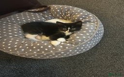 Domestic Shorthair cats for sale: Black and white kitten  - Image 2