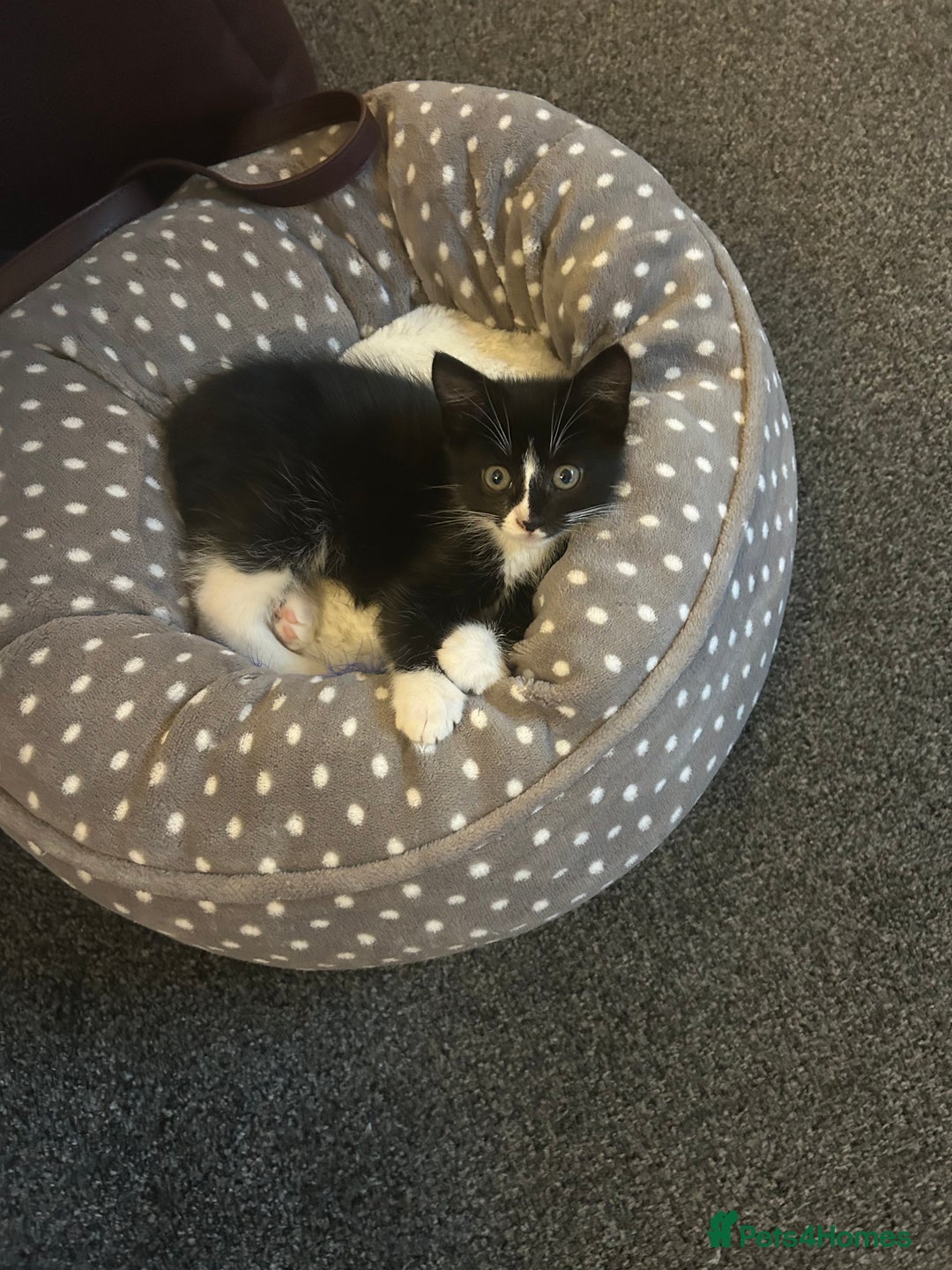 Domestic Shorthair cats for sale: Black and white kitten  - Image 2