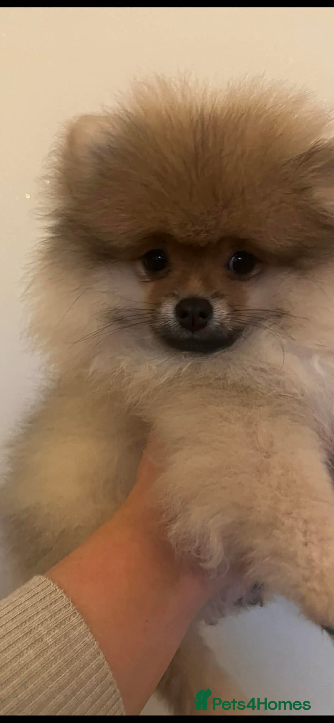 Pomeranian dogs for sale: Russian bloodline pomeranian Kc registered  - Advert 31