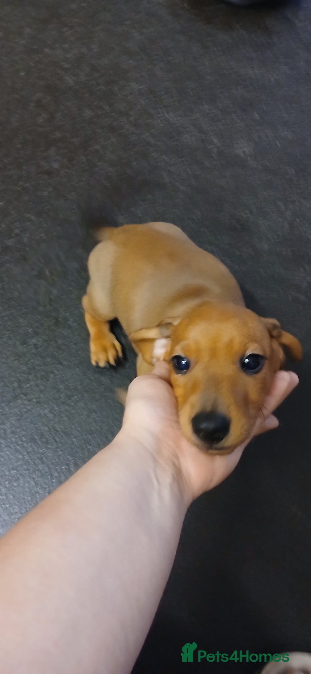 Dachshund dogs for sale: Dachshund  - Image 3