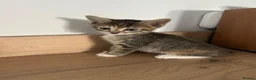 Turkish Angora cats for sale: Beautiful Kittens  - Advert 8