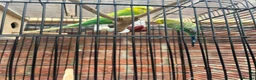 Budgerigars birds for sale: Pair of Budgies with the cage - Advert 4
