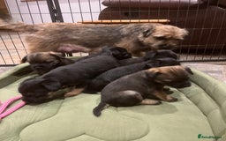 Border Terrier dogs for sale: Beautiful Border Terrier puppies. - Advert 2