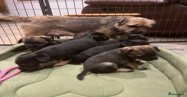 Border Terrier dogs Beautiful Border Terrier puppies. - Advert 9