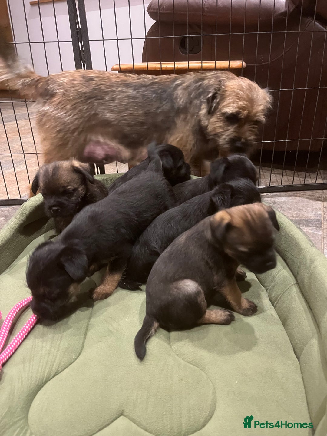 Border Terrier dogs for sale: Beautiful Border Terrier puppies. - Advert 2