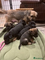 Border Terrier dogs Beautiful Border Terrier puppies. - Advert 3