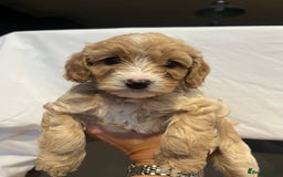 Cockapoo dogs for sale: Cockapoo puppy for sale  - Image 2
