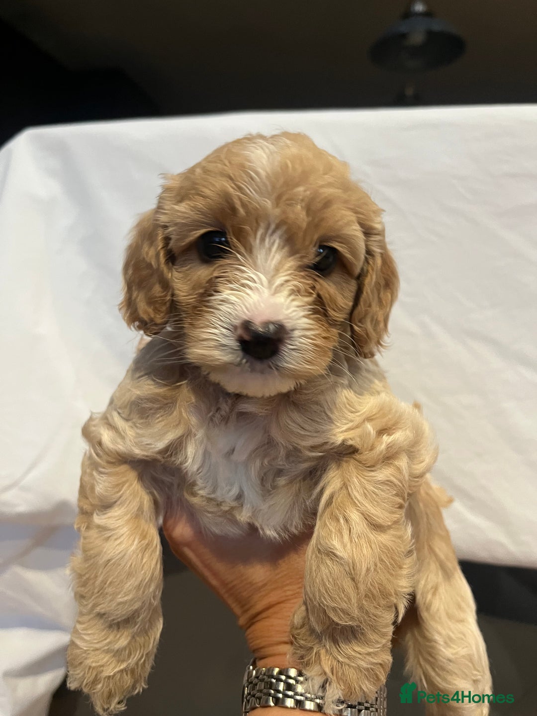 Cockapoo dogs for sale: Cockapoo puppy for sale  - Image 2