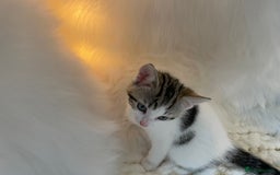 British Shorthair cats for sale: Beautiful Fluffy Kitten.  - Image 9