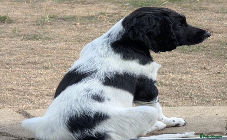 English Springer Spaniel dogs - Advert 1