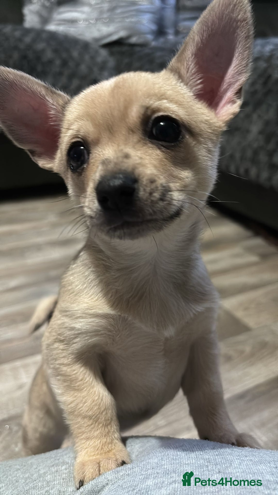 Chihuahua dogs for sale: STUNNING SMOOTH COAT CHIHUAHUA PUPPIES  - Advert 4