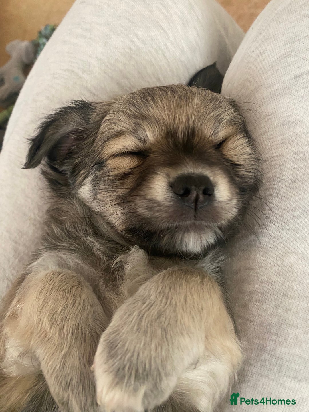 Chihuahua dogs for sale: Beautiful chihuahua pups - Advert 8