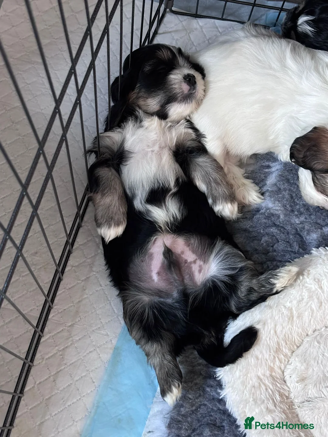 Mixed Breed dogs for sale: Now good to go . - Advert 7