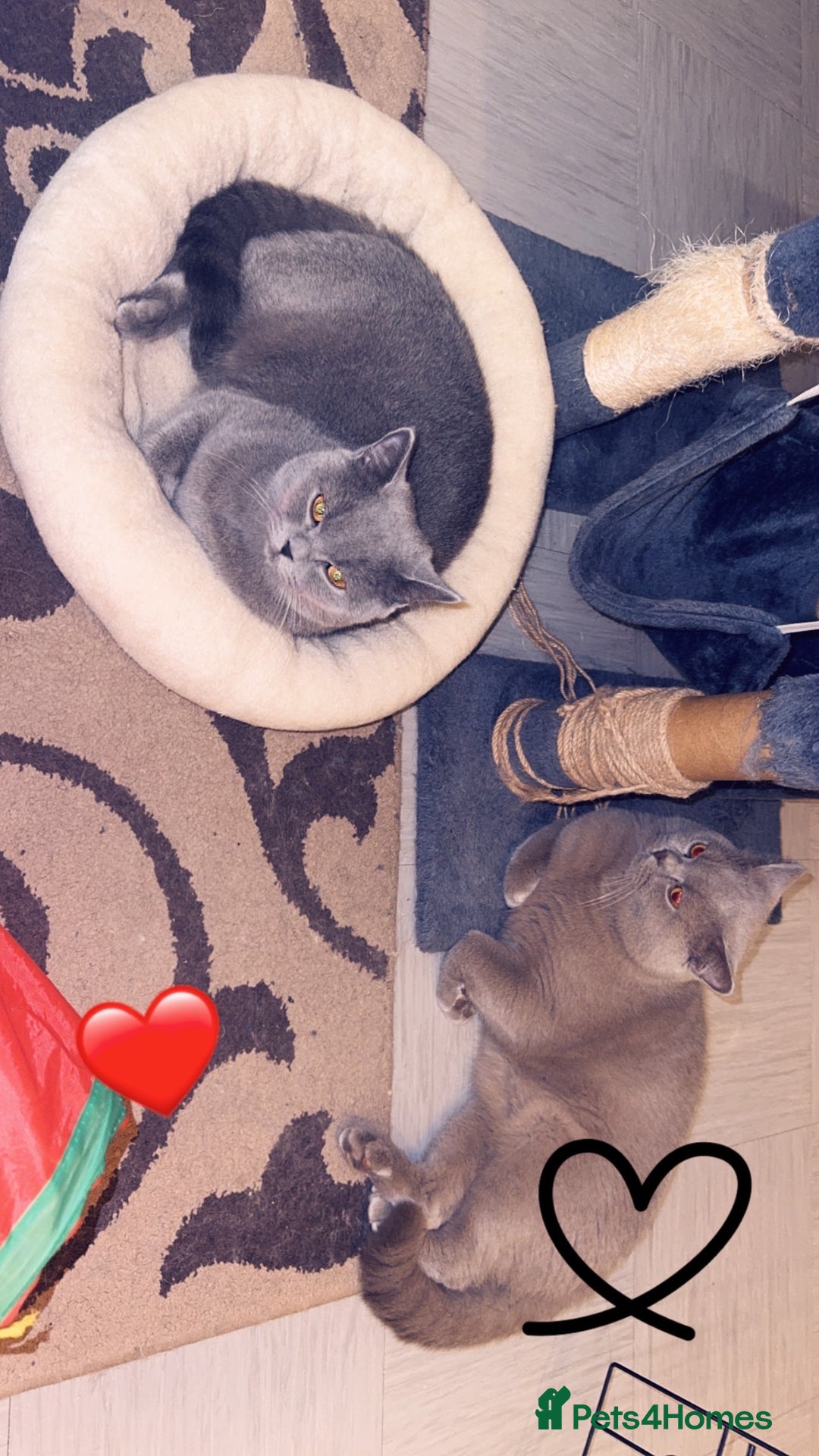 British Shorthair cats for sale: British shorthair Cats  - Advert 1