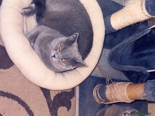 British Shorthair cats British shorthair Cats - Advert 1