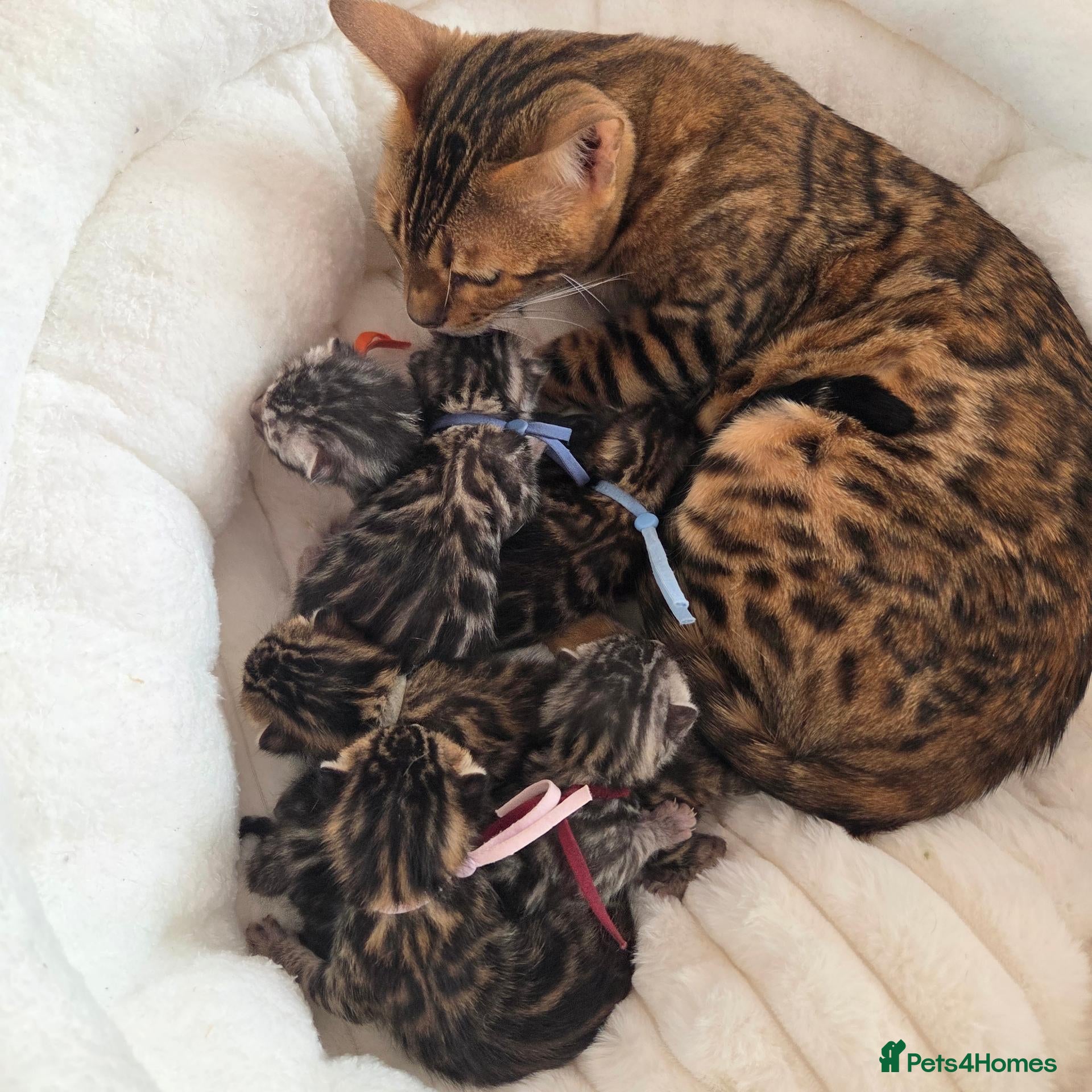 Bengal cats  Purebred TICA Registered Bengal Kittens 🐾 - Advert 2