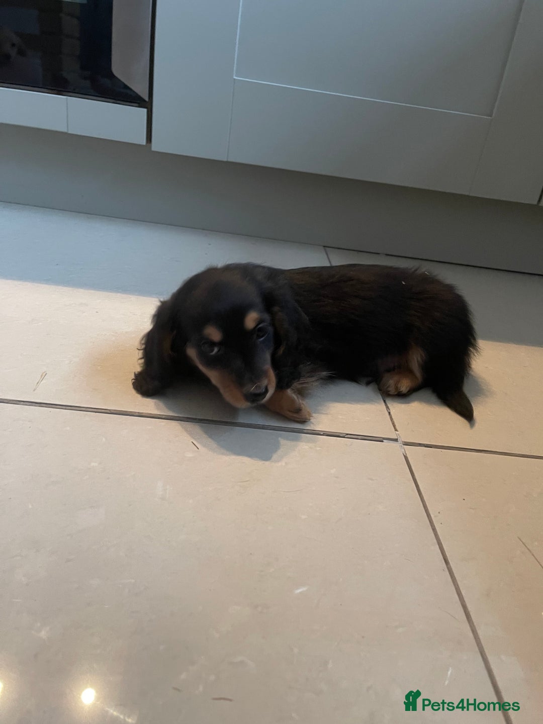 Miniature Dachshund dogs for sale: Kc pra clear mini long dachshund pups - Advert 8