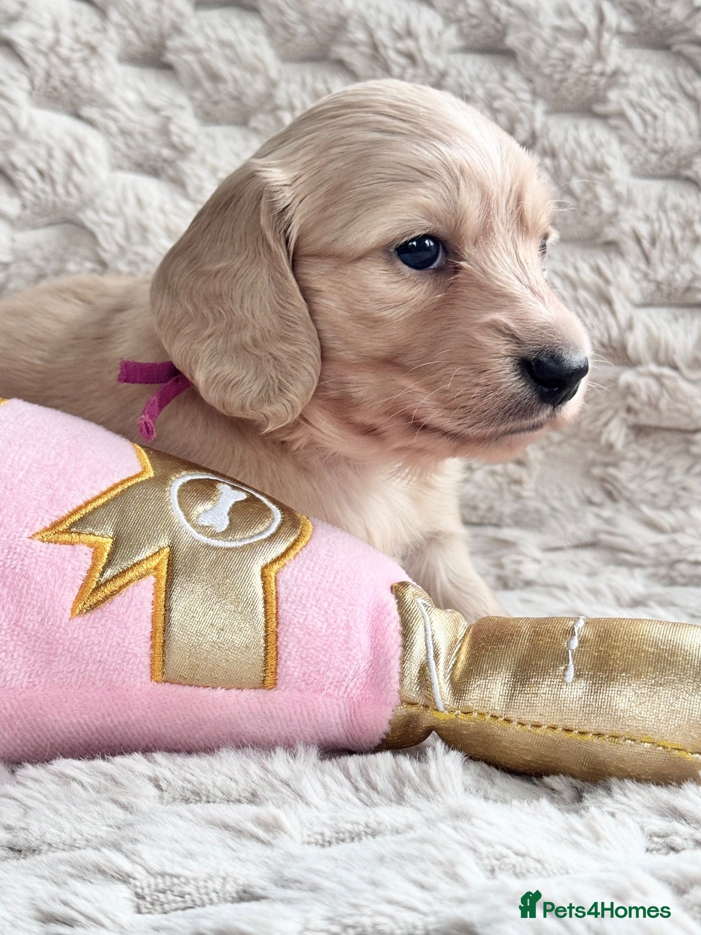 Miniature Dachshund dogs Dna colour tested true cream pups  - Advert 1