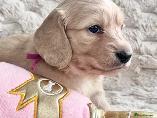 Miniature Dachshund dogs Dna colour tested true cream pups - Advert 1