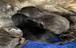 Mixed Breed cats for sale: Beautiful little of kittens  - Image 2