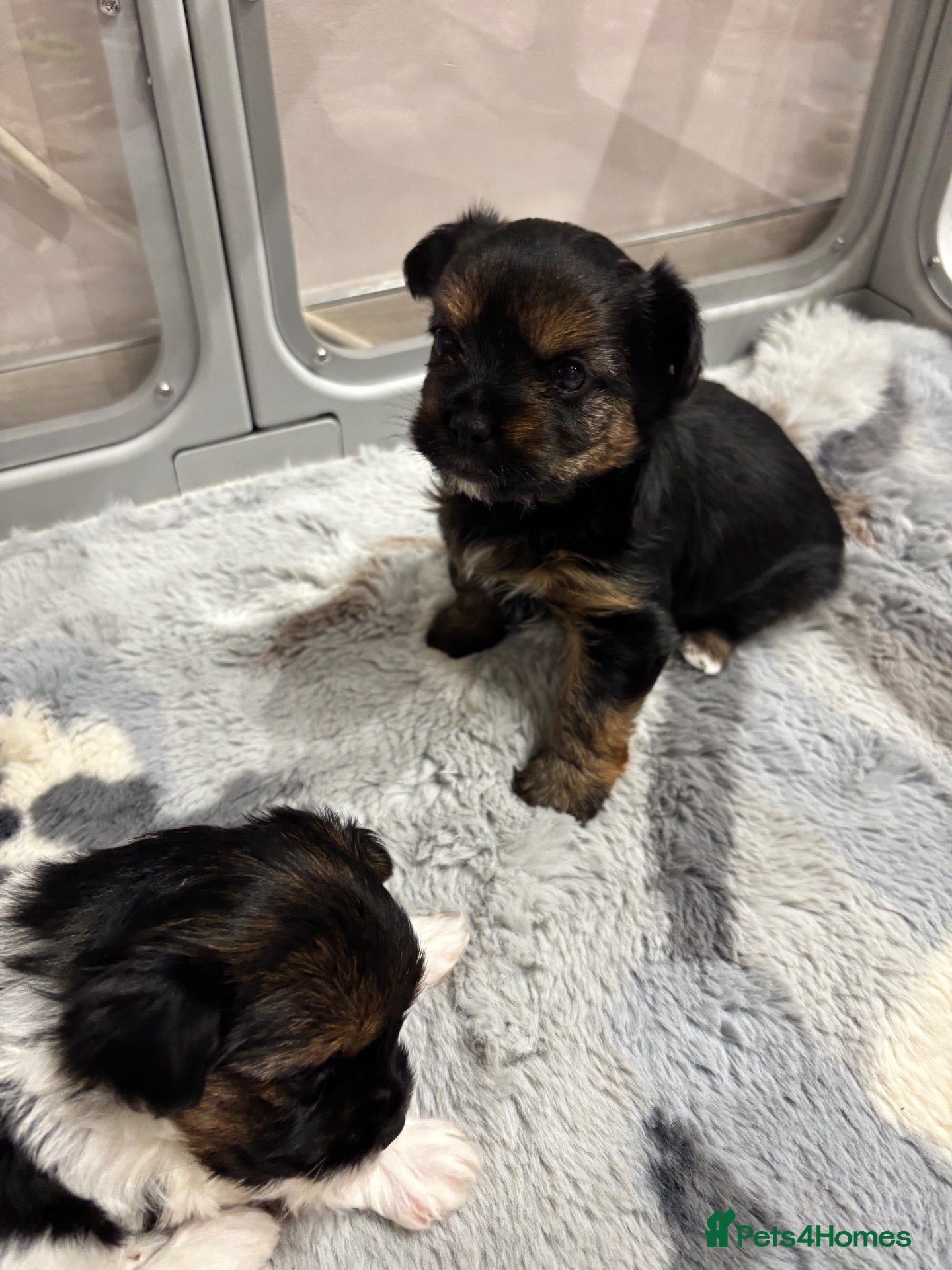 Yorkshire Terrier dogs Delightful pups - Advert 6