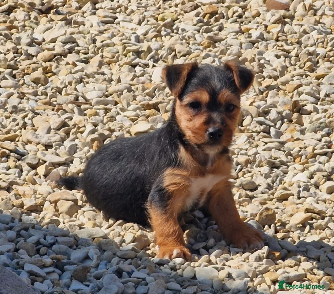 Mixed Breed dogs for sale: Jack russell males  in Oxford - Advert 1